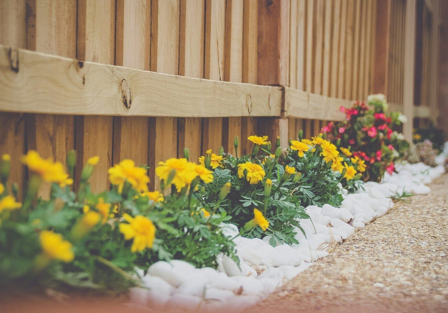 A flower bed with yellow flowers and white rocks.